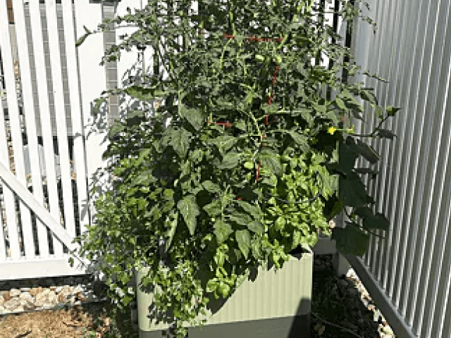 Vego garden beds