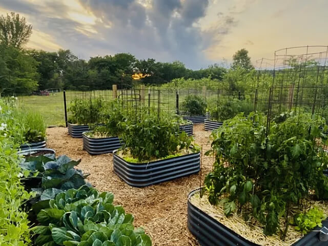 Vego garden beds
