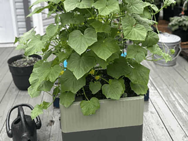 Vego garden beds