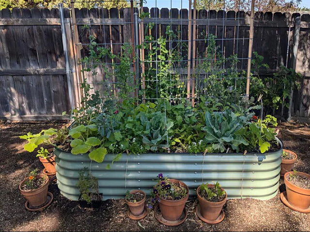 Vego garden beds