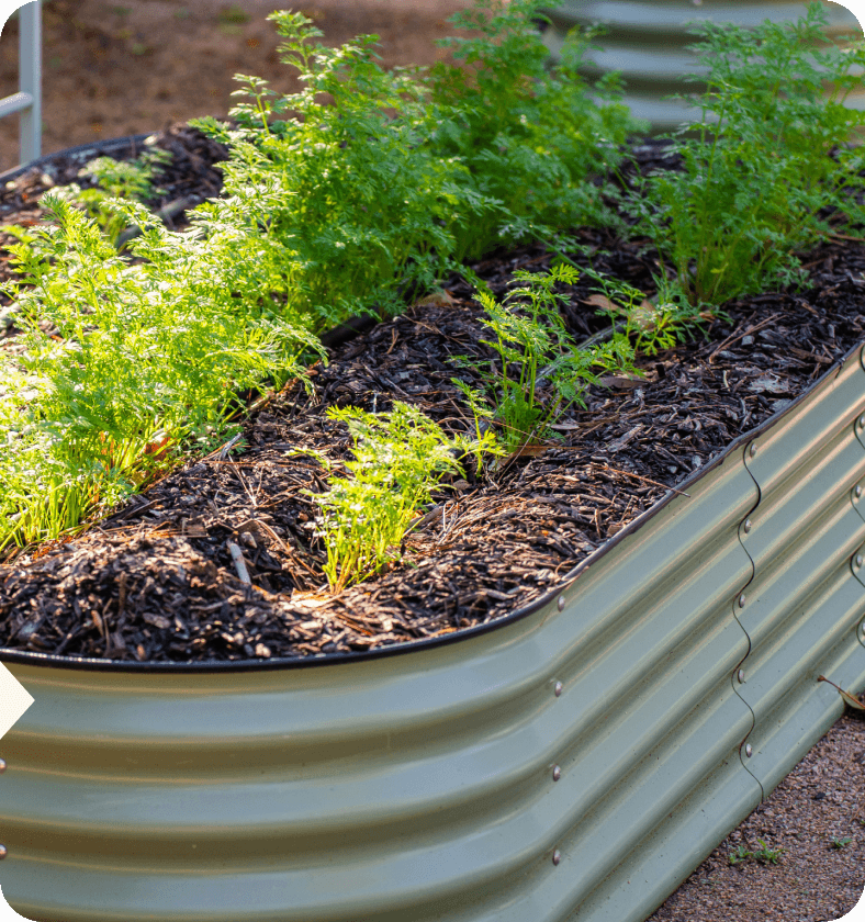 Plant & Start Growing