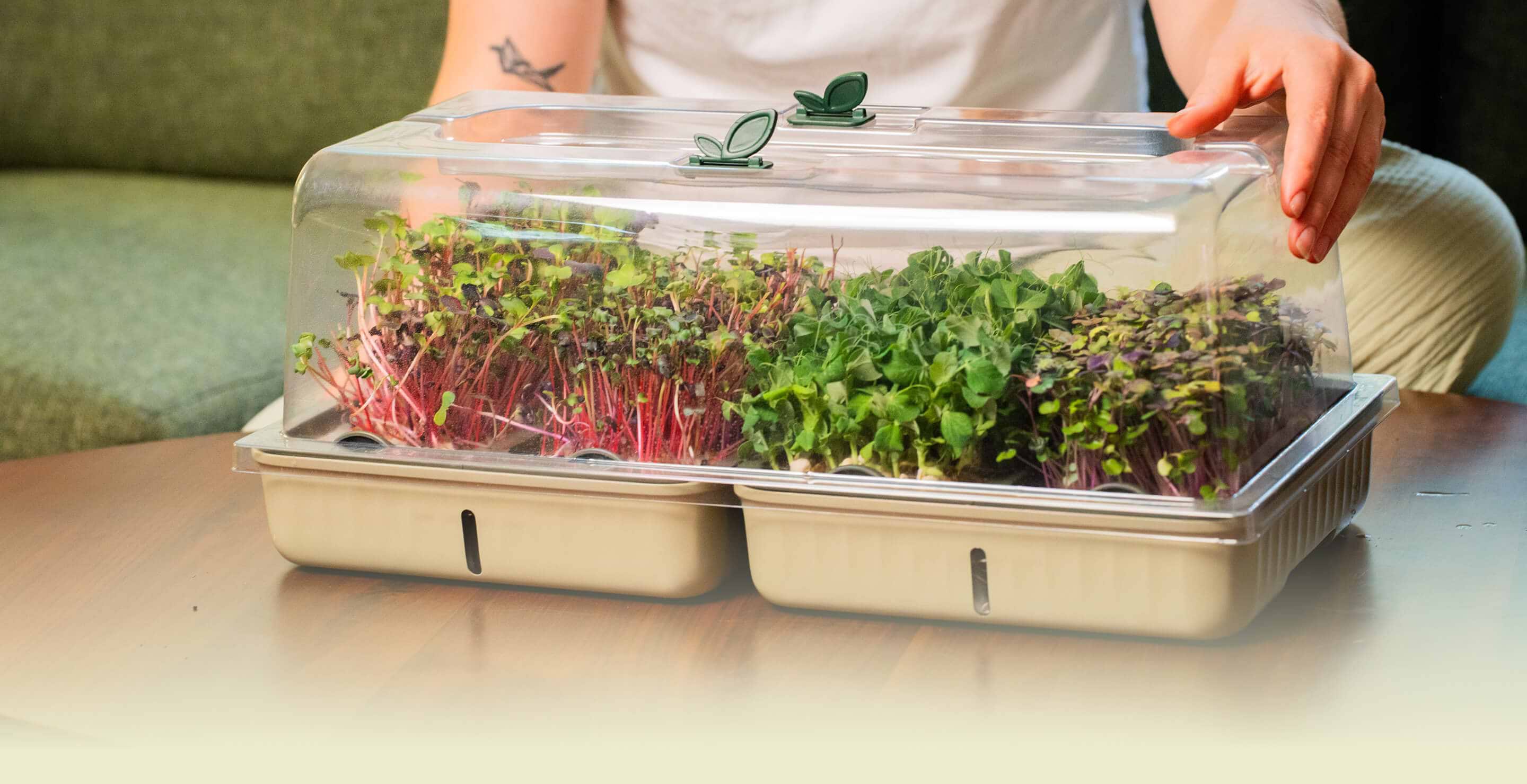 Microgreens Grow Mats - 40 Pack Organic Growing Medium | Vego Garden