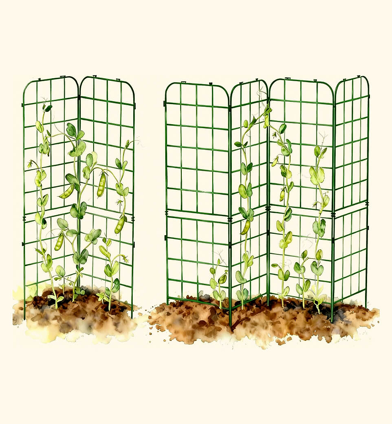 Vertical Trellis