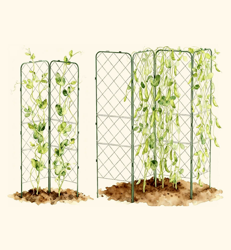Vertical Trellis