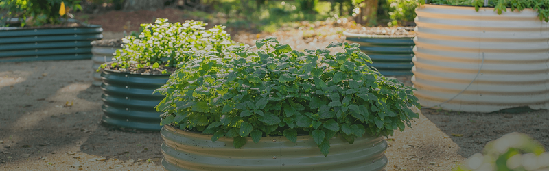 Your First Garden, Made Easy