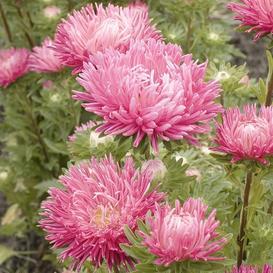 Jewelaster Rose Aster Seeds