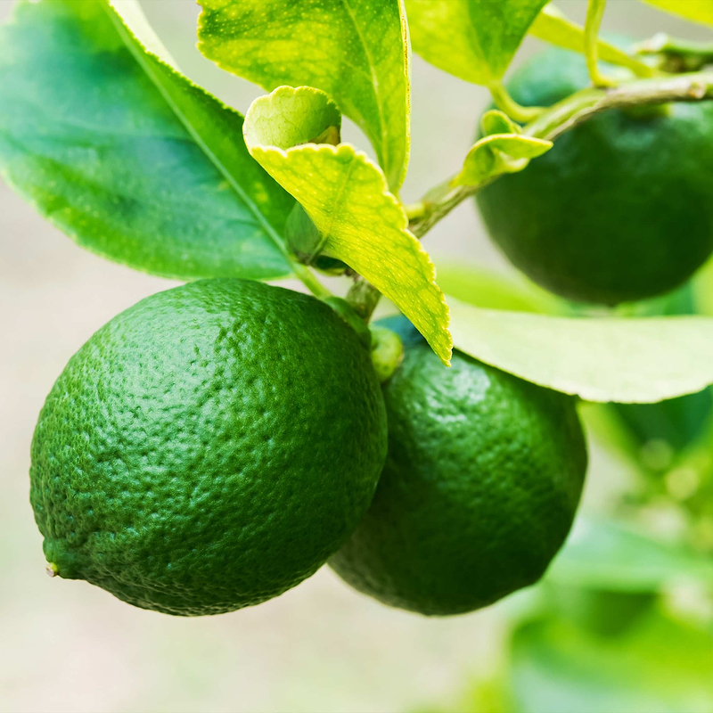 Key Lime Bush  | Vego Garden