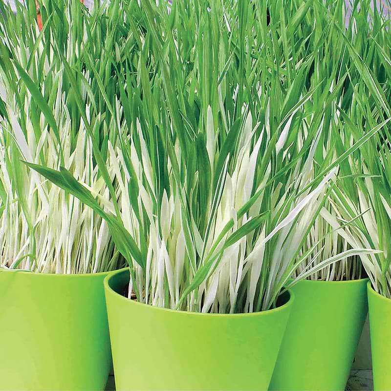Variegated Cat Grass Seeds