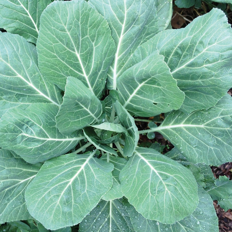 Champion Collards Seeds