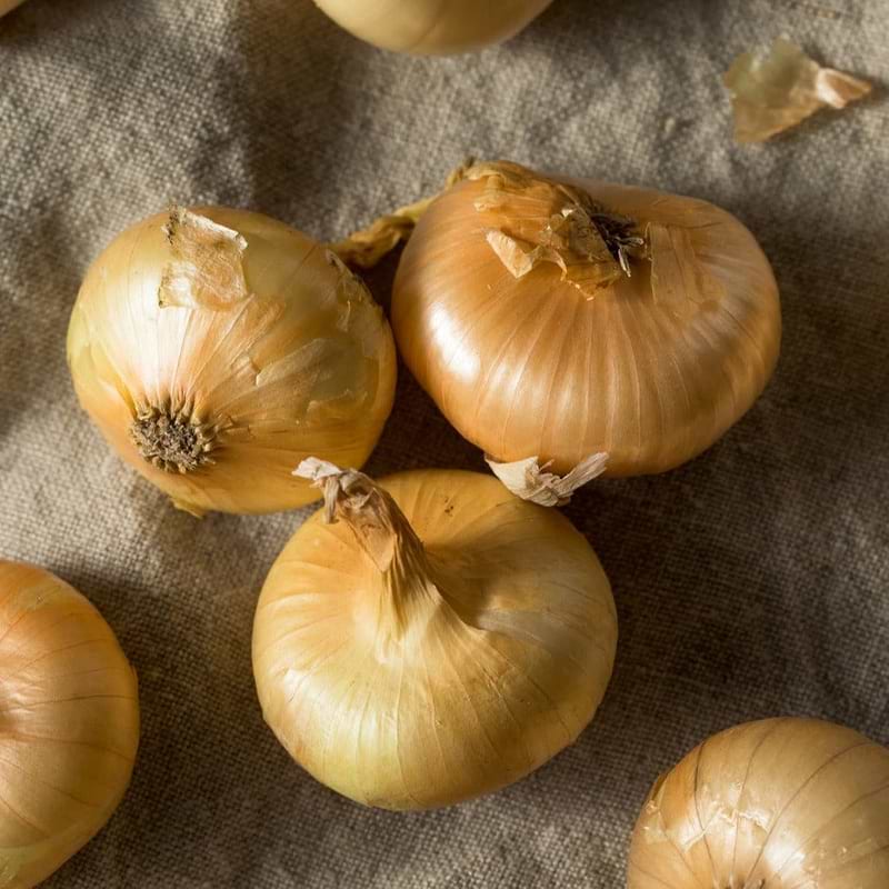 Cipollini Onion Seeds