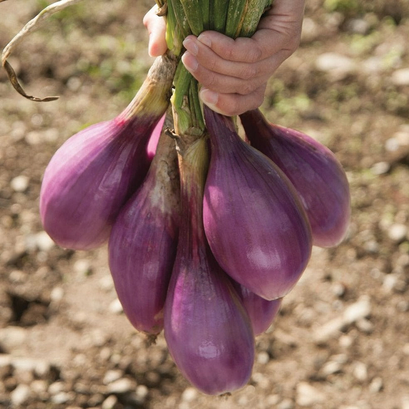 Red Long of Tropea Onion Seeds