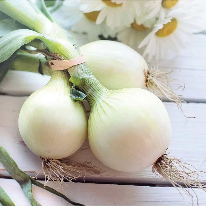 Pompeii Onion Seeds