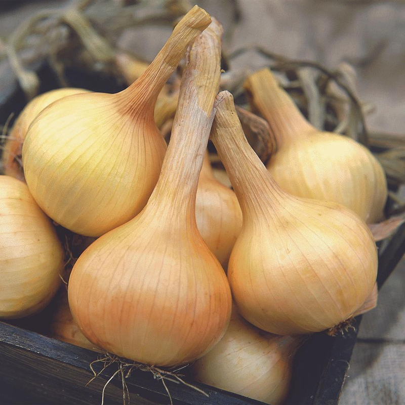 Walla Walla Onion Seeds