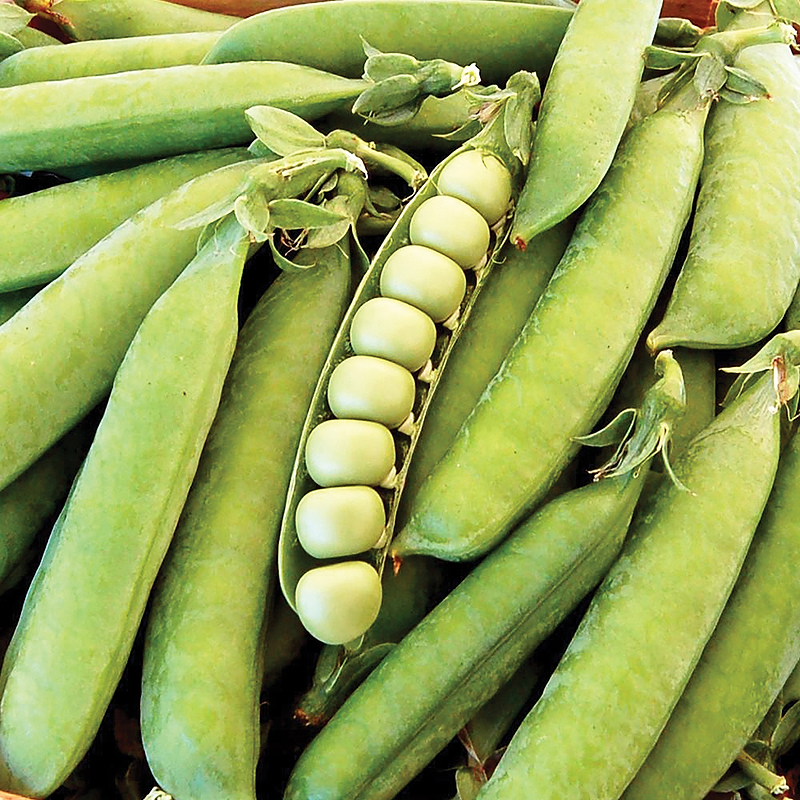 Thomas Laxton Pea Seeds