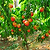 Multi-Fruit Peach Tree