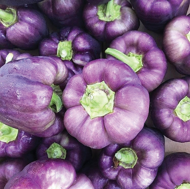 Lilac Bell Pepper Seeds