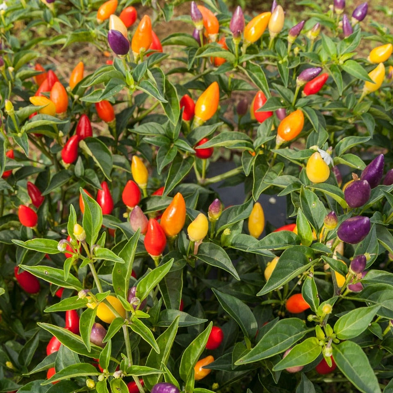 Firecracker Ornamental Pepper Seeds