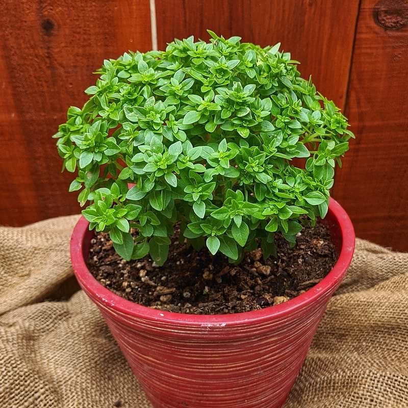Piccolino Basil Seeds