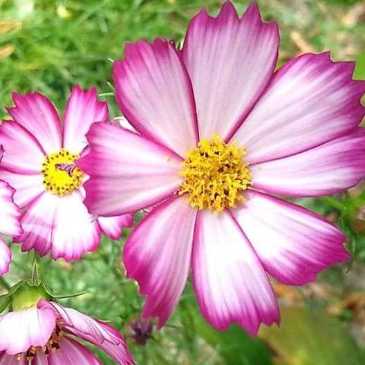 Picotee Cosmo Seeds
