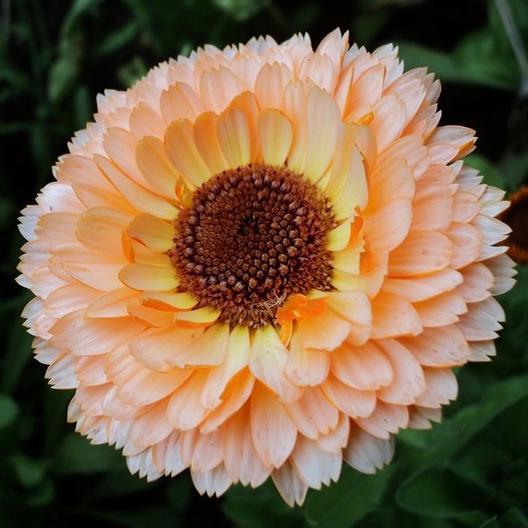 Pink Surprise Calendula Seeds