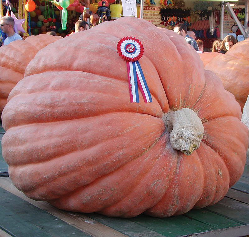 State Fair Winner Giant Pumpkin Seeds