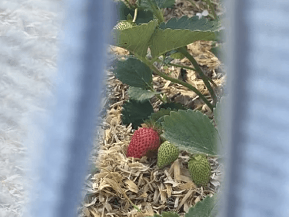 Vego garden beds