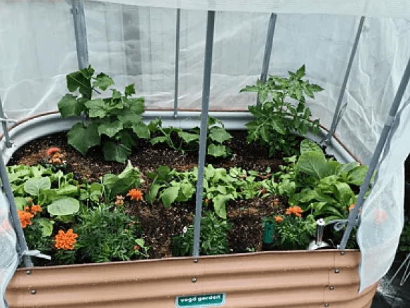 Vego garden beds