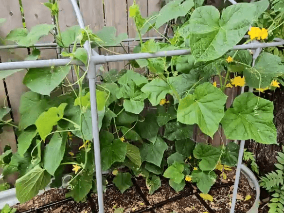 Vego garden beds
