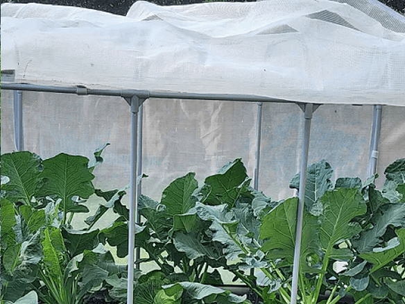 Vego garden beds