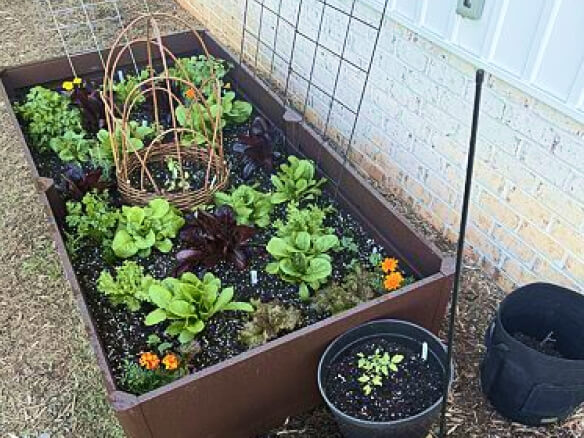 Vego garden beds