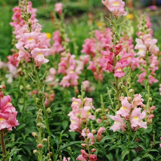 Rose Snapdragon Seeds