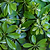 Schefflera (Umbrella Plant)