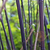 Black Bamboo