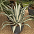 Agave Americana &