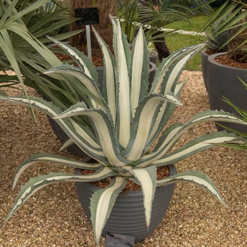Agave Americana &