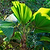 Ruffled Fan Palm