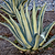 Agave Americana &