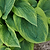 Green Patriot Hosta