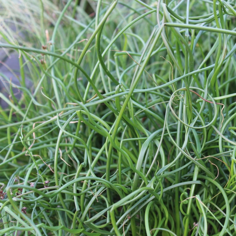 ColorGrass® Twister