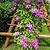 Dr. Ruppel Clematis