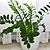 ZZ Plant