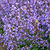 Picture Purrfect Catmint