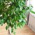 Braided Benjamina Ficus