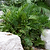 Coontie Palm