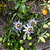 Passion Fruit