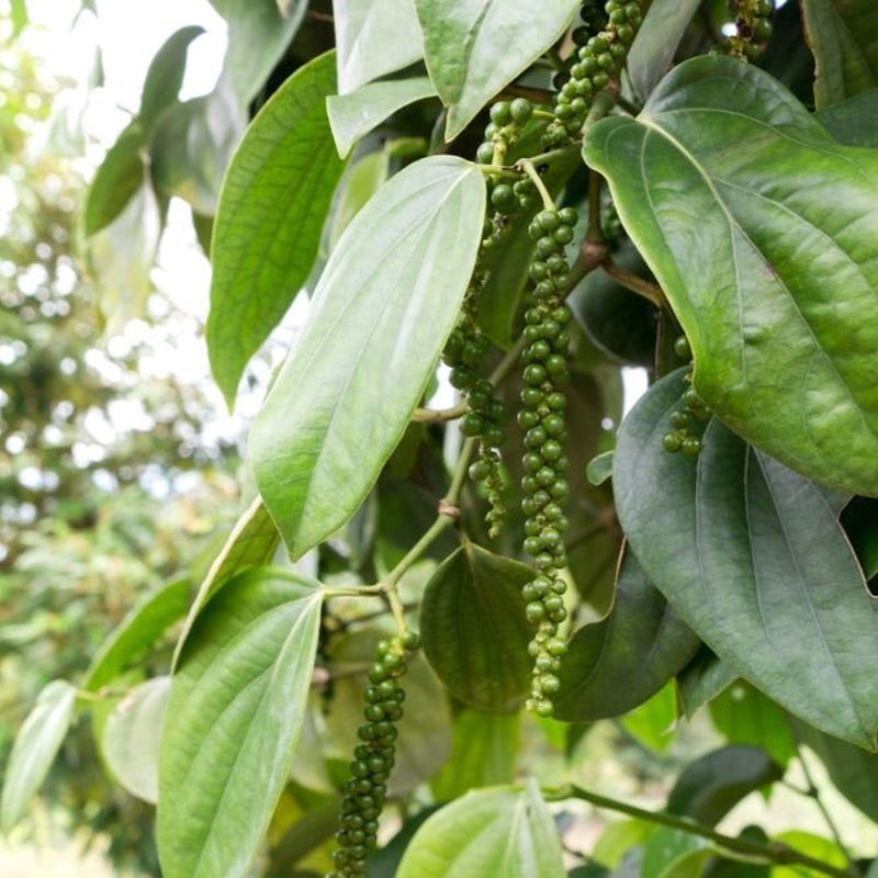 Black Pepper Plant