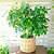 Schefflera (Umbrella Plant)