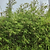 Maculata Bamboo