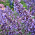 Picture Purrfect Catmint