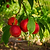 Flavortop Nectarine Tree